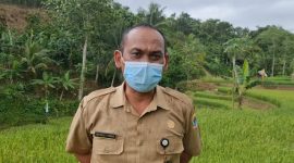 FOTO ILUSTRASI. Kepala Dinas Pertanian Kabupaten Lebak, Rahmat Yuniar menyatakan produksi beras di Kabupaten Lebak surplus 75.169 ton. (Istimewa)