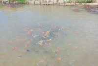 Budidaya ikan nila dan gurame tengah digalakkan oleh Pemdes Pajagan, Kecamatan Sajira, Kabupaten Lebak. (Istimewa)