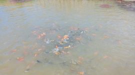 Budidaya ikan nila dan gurame tengah digalakkan oleh Pemdes Pajagan, Kecamatan Sajira, Kabupaten Lebak. (Istimewa)