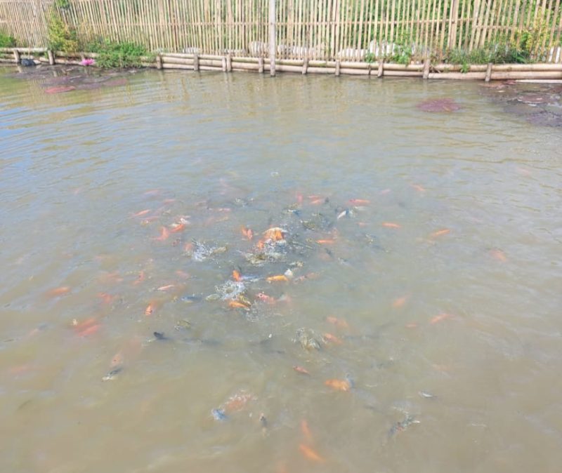 Budidaya ikan nila dan gurame tengah digalakkan oleh Pemdes Pajagan, Kecamatan Sajira, Kabupaten Lebak. (Istimewa)