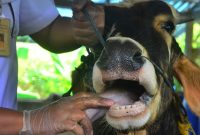 FOTO ILUSTRASI hewan ternak terdampak PMK. Terdapat 12 peternak di Kabupaten Lebak yang mendapatkan bantuan dari pemerintah setelah hewan ternak mereka terdampak PMK. (Dok. Tirto.id)