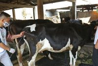 FOTO ILUSTRASI kawin suntik pada hewan ternak. (Dok. Liputan 6)