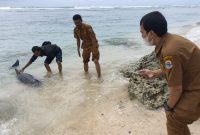 Warga Lebak saat mengevakuasi lumba-lumba yang terdampar di Pantai Binuangeun. (Istimewa)