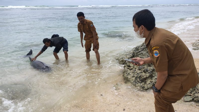 Warga Lebak saat mengevakuasi lumba-lumba yang terdampar di Pantai Binuangeun. (Istimewa)
