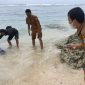 Warga Lebak saat mengevakuasi lumba-lumba yang terdampar di Pantai Binuangeun. (Istimewa)