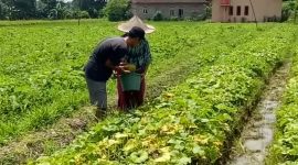 Mubin (33) petani timun suri asal Kab. Lebak kebanjiran order saat bulan ramadhan. (Istimewa)