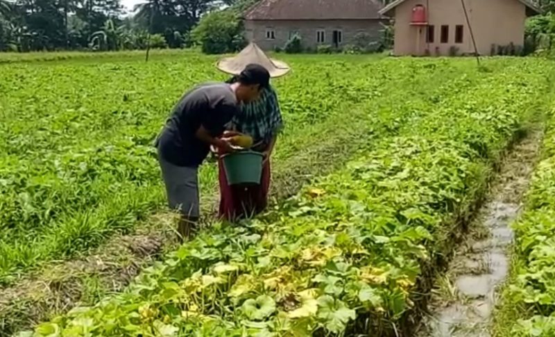Mubin (33) petani timun suri asal Kab. Lebak kebanjiran order saat bulan ramadhan. (Istimewa)