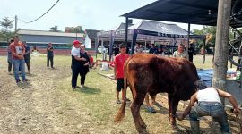 Ketua BPC Gapensi Lebak, Moch Nabil Jayabaya (topi merah) beserta istri saat menyaksikan proses pemotongan hewan kurban di kediamannya. (DAILYHITS)