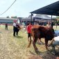 Ketua BPC Gapensi Lebak, Moch Nabil Jayabaya (topi merah) beserta istri saat menyaksikan proses pemotongan hewan kurban di kediamannya. (DAILYHITS)