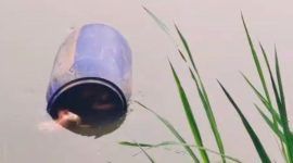 Mayat wanita di dalam tong biru mengambang di Sungai Cisadane, Tangerang (Istimewa)