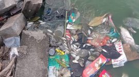 Ikan mati di situ cangkring kel, periuk jaya Tanggerang, (eks/Dailyhits).