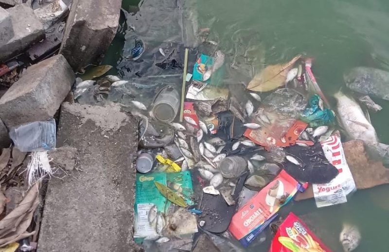 Ribuan ikan mati di situ cangkring periuk jaya Tanggerang, (eks/Dailyhits) foto : eks 'RMOL Banten'