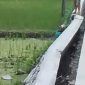 Kondisi proyek irigasi yang roboh. (FOTO Tangkap Layar video)