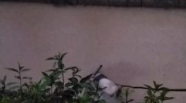 FOTO Tangkap Layar video mayat mengapung di Saluran Irigasi Lebak. 