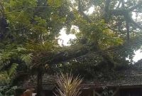 Pohon tumbang menimpa dua asrama polisi di Rangkasbitung, Kabupaten Lebak. (Istimewa)