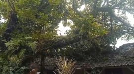 Pohon tumbang menimpa dua asrama polisi di Rangkasbitung, Kabupaten Lebak. (Istimewa)