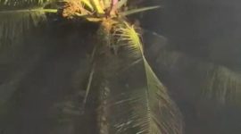 Santri di Pandeglang terjebak di atas pohon kelapa. (Istimewa)