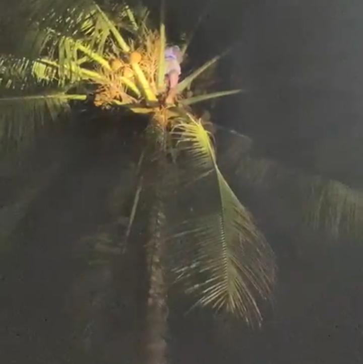 Santri di Pandeglang terjebak di atas pohon kelapa. (Istimewa)