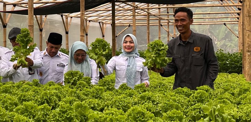 Bupati serang, Ratu Rachmatuzakiyah, Menghadiri Panen Raya Selada Hidroponik Milik BUMDes, Bumi Lestari Sejahtera di Desa Cibojong, Kecamatan Padarincang, Rabu (11/2/) Doc: Dailyhits